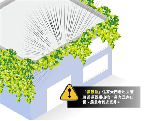 攀藤植物風水|【攀藤植物風水】風水精選！攀藤植物居家擺放指引，。